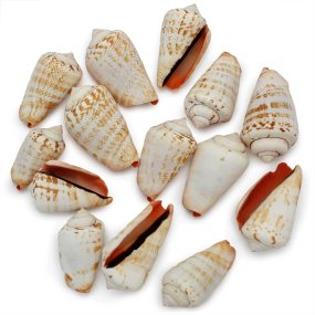 Coquillages Strombus Luhuanus 1 kg Coquillages Strombus Luhuanus 1 kg