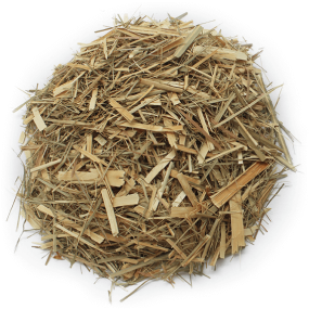 Plante séchée à la citronnelle Plante séchée à la citronnelle