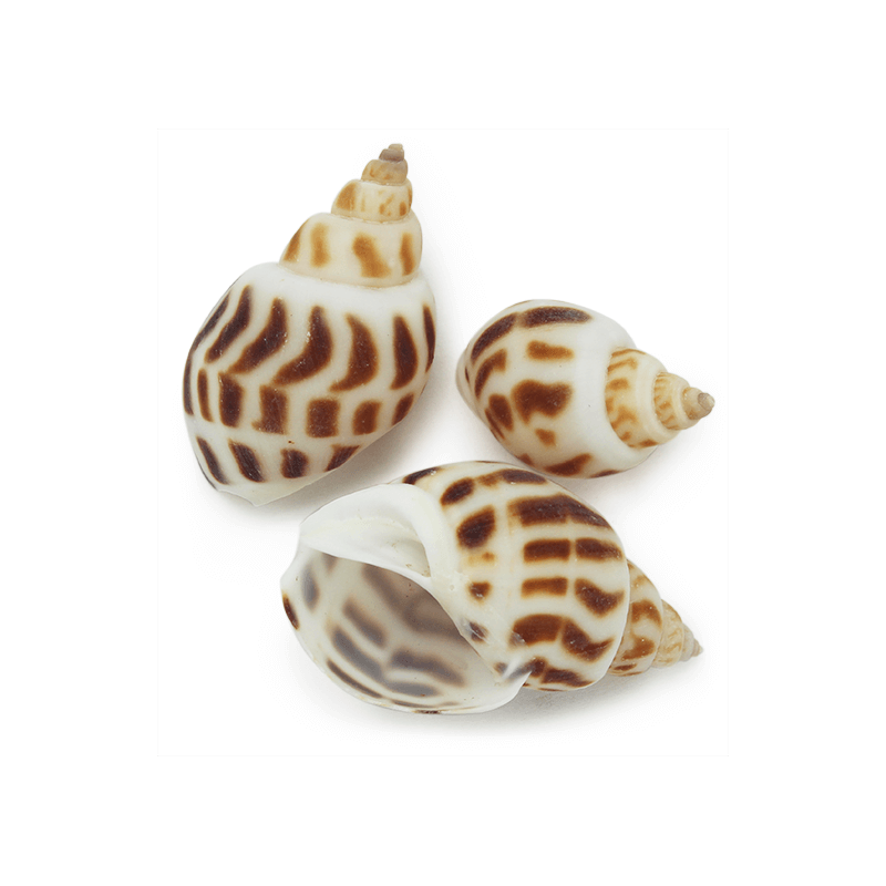 Caracolas de mar mini con pintas