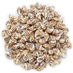 Caracolas de mar mini com pintinhas Caracolas de mar mini com pintinhas