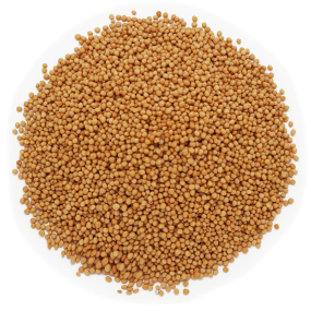 Graines de moutarde jaune