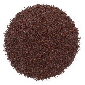 Semillas de mostaza marron Semillas de mostaza marron