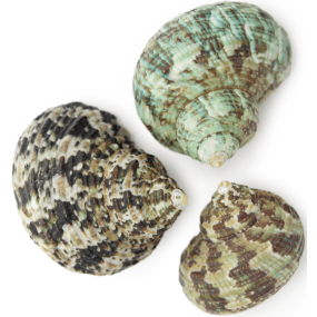 Coquillages Turbo Bruneus 1 kg Coquillages Turbo Bruneus 1 kg