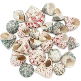 Coquillage de mer Troca Strawberry 1 kg Coquillage de mer Troca Strawberry 1 kg