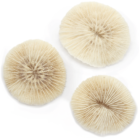Fongites coralliens naturels Fongites coralliens naturels