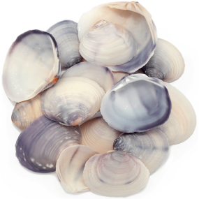 Conchas do mar purple clam naturais 1 kg Conchas do mar purple clam naturais 1 kg