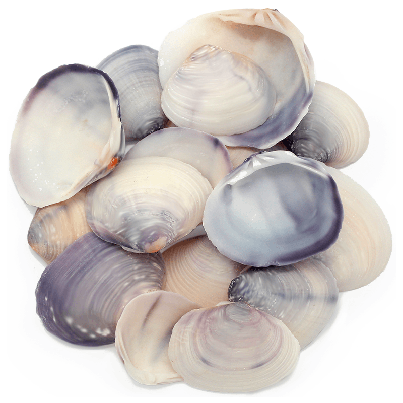 Conchas do mar purple clam naturais 1 kg