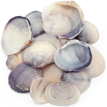 Conchas do mar purple clam naturais 1 kg