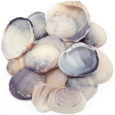 Comprar conchas de mar purple clam