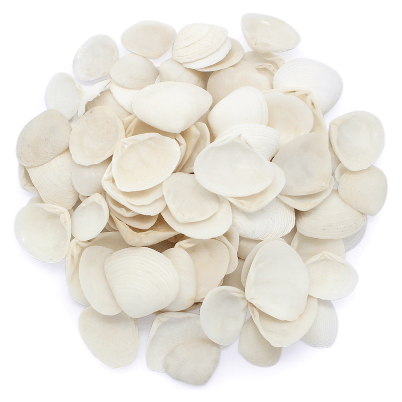 Conchas marinhas Tellina pequena brancas 1 kg