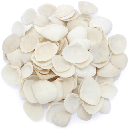 Conchas marinhas Tellina pequena brancas 1 kg