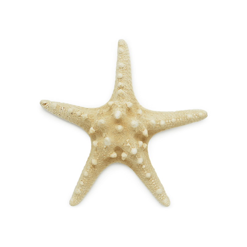 Estrella Marina grande comprar