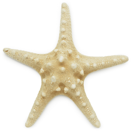 Estrella Marina grande comprar