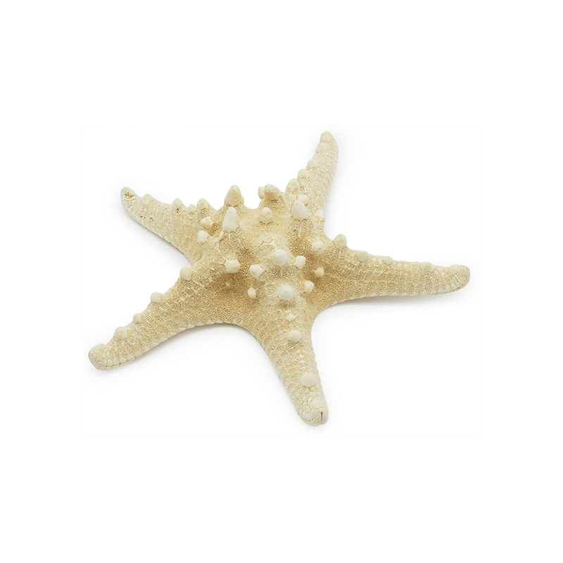 Estrella mar decoracion comprar