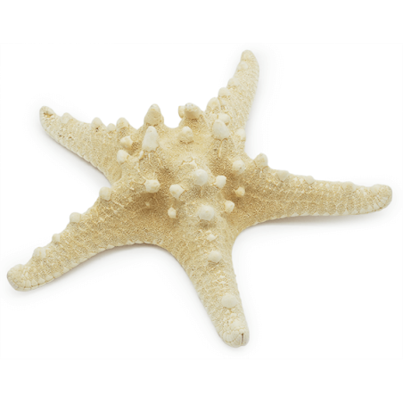 Estrella mar decoracion comprar