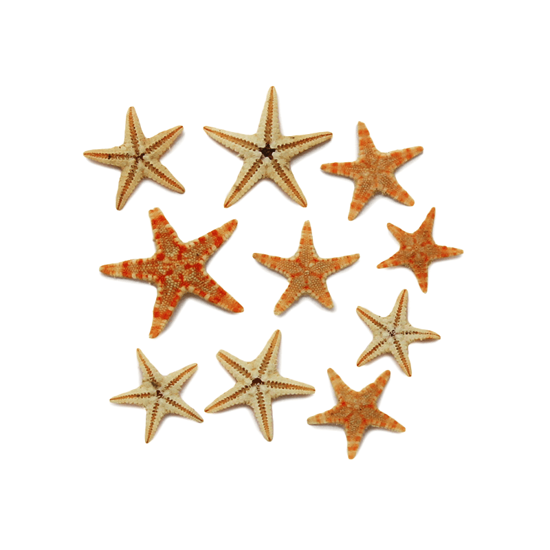 Estrellas de Mar Naturales Pequeñas