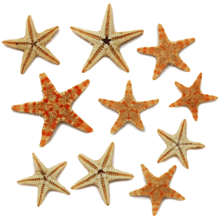 Estrellas de Mar Naturales Pequeñas