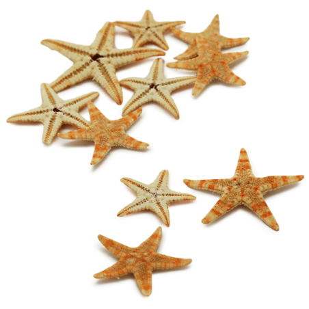 Estrelas Marinhas