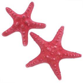 Corne d’étoile de mer rouge 7-10 cm Corne d’étoile de mer rouge 7-10 cm