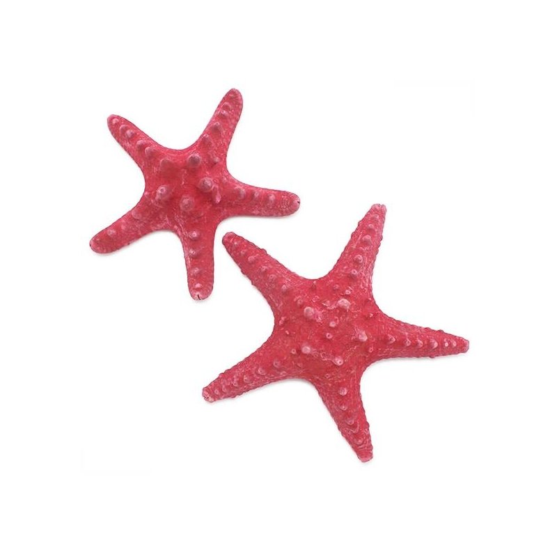 Estrella de Mar Filipina, Colores 4-5 cm.