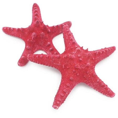 Estrella de Mar Filipina, Colores 4-5 cm.