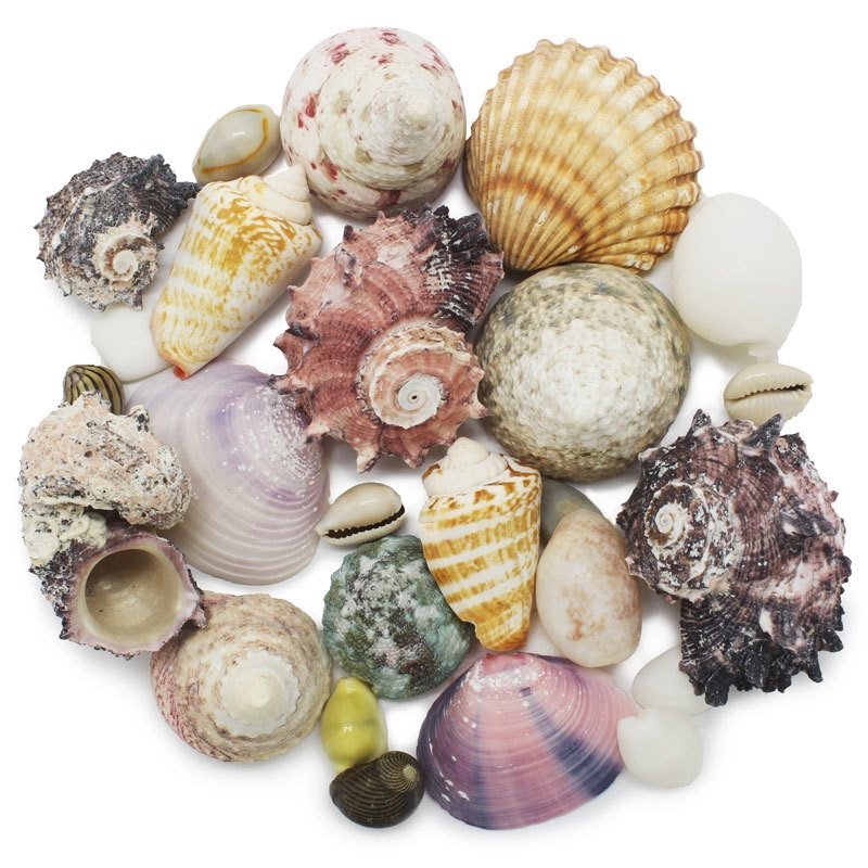 Caracóis e conchas naturais variadas