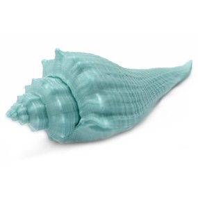 Molde para sabonetes e velas, Concha do Caribe Molde para sabonetes e velas, Concha do Caribe