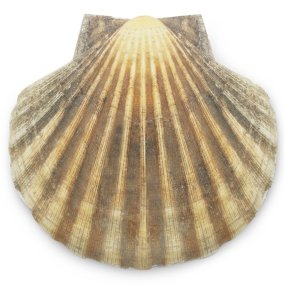 Vieira Iris Scallop concha natural grande Vieira Iris Scallop concha natural grande