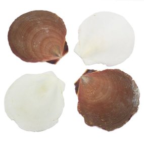Conchas do mar sol e lua 1 kg Conchas do mar sol e lua 1 kg