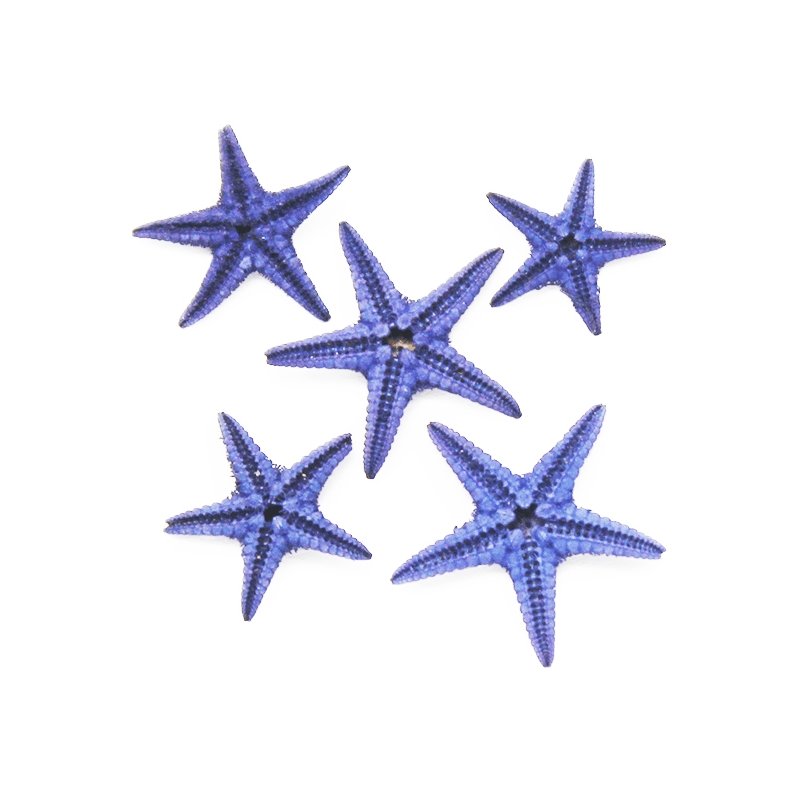 Estrella de mar filipina mini violeta