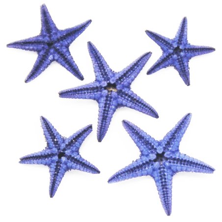 Estrella de mar filipina mini violeta