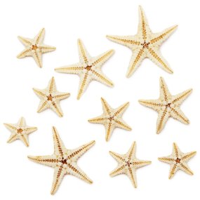 Estrella de mar filipina mini natural 0,5- 3,5 cm Estrella de mar filipina mini natural 0,5- 3,5 cm