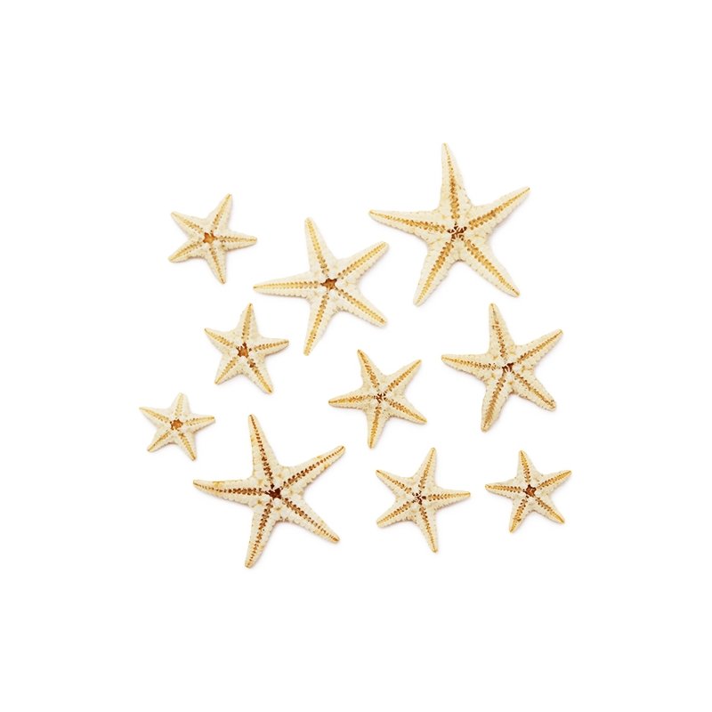 Estrelas Mini Marinhas Naturais Filipinas