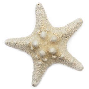 Estrela do mar horn 7,5 e 9 cm