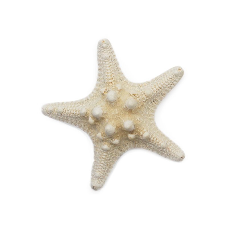 Estrella de mar horn 7,5 a 9 cm
