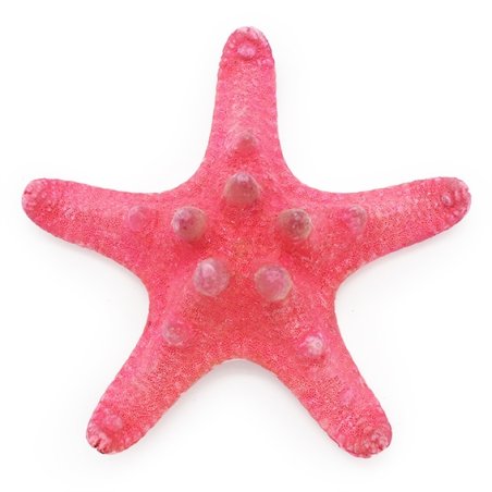 Estrela marinha horn vermelha