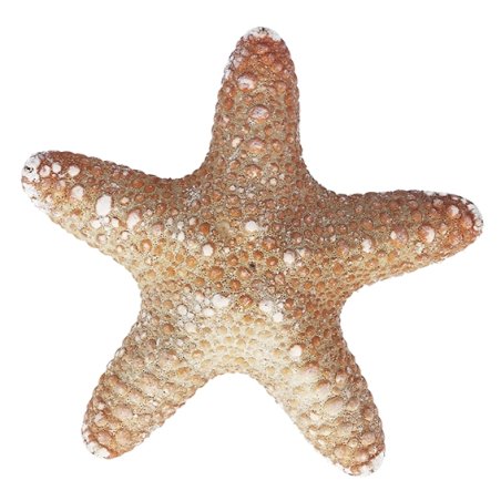 Estrela do mar jungle 7-10 cm