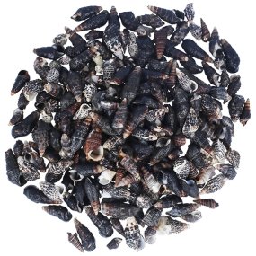 Caracois do mar nassa trivitata1 kg