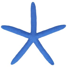 Estrela do mar albina azul 14- 16 cm