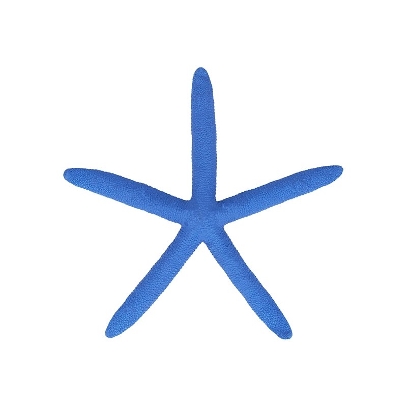 Estrela do mar albina azul 14- 16 cm