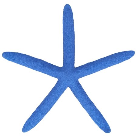 Estrela do mar albina azul 14- 16 cm