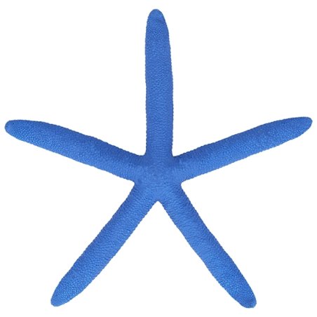 Estrella de mar albina azul 