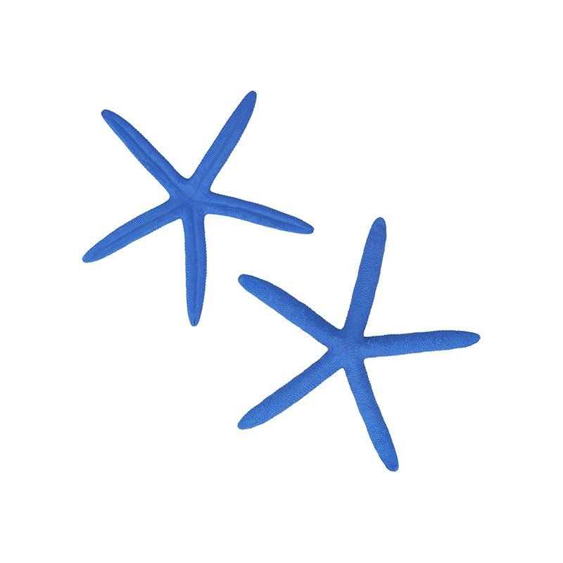 Estrela de Mar Albina, Azul.
