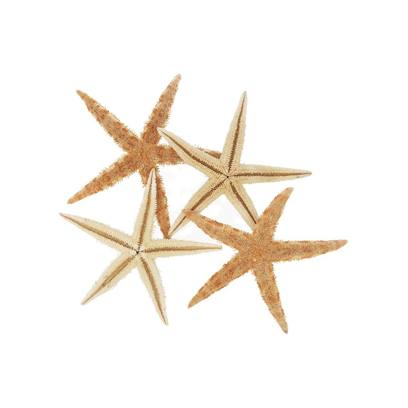 Estrela marinha filipina