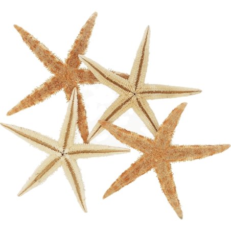 Philippine Marine Star Natural