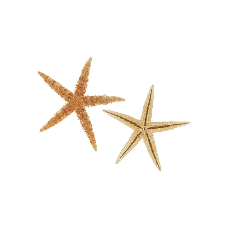 Estrela do mar natural 