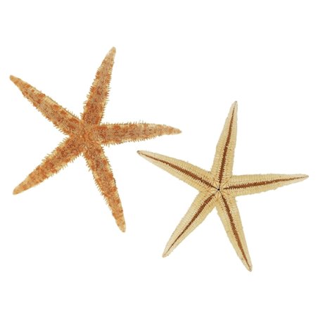 Estrela do mar natural 