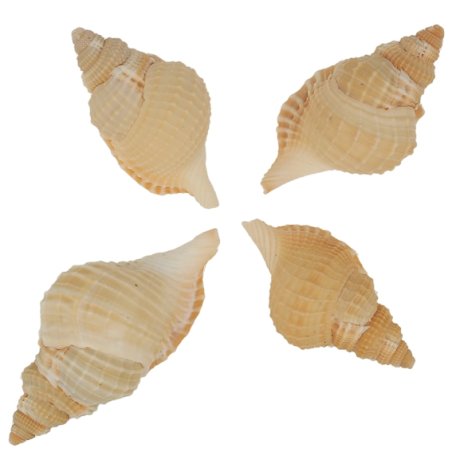 Caracolas de mar distorsio reticulata