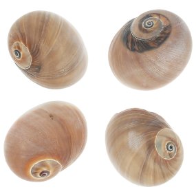 Escargots de mer polynices fluctuata Escargots de mer polynices fluctuata