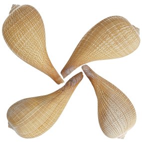 Coquillages fricus gracilis Coquillages fricus gracilis